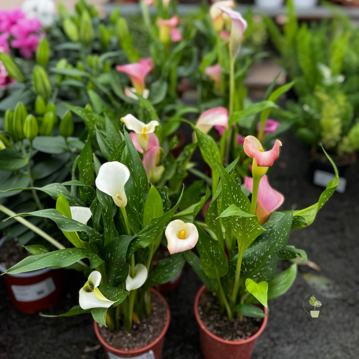 Κάλλα (Zantedeschia spp.) | Εντυπωσιακό Ανθοφόρο Φυτό - 3